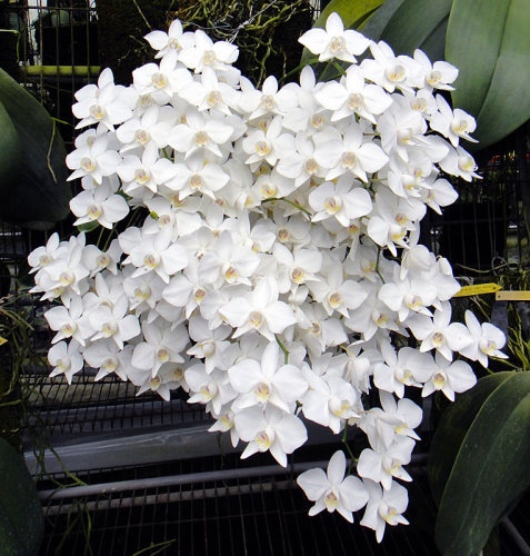 Phalaenopsis amabilis цветение